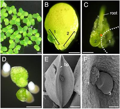 Characterization of Frond and Flower Development and Identification of FT and FD Genes From Duckweed Lemna aequinoctialis Nd